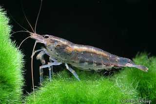 gen__vyr_114Caridina_japonica